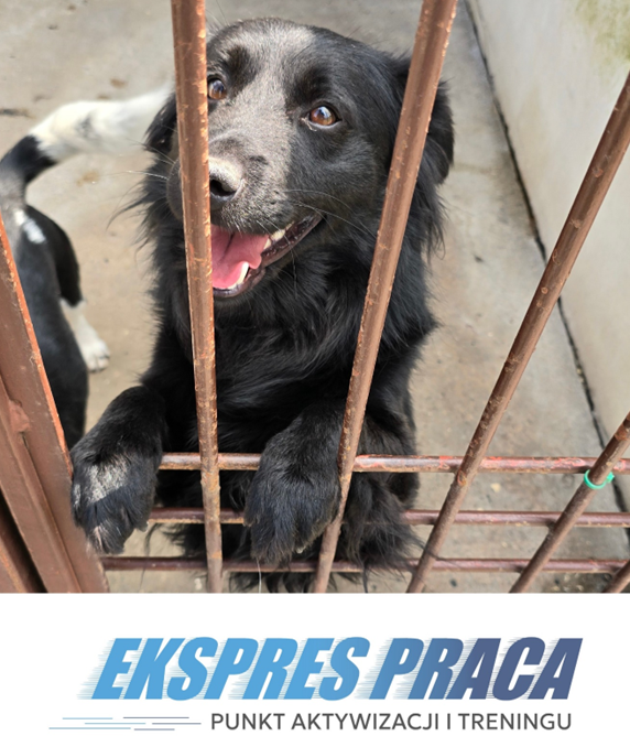 Czarny pies za kratami oraz niebieski napis Ekspres Praca